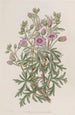 Geranium tuberoosi, haarautuva lajike - Sydenham Edwards — näkymä teoksesta