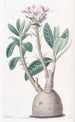 Pachypodium tuberoosi - Sydenham Edwards — näkymä teoksesta