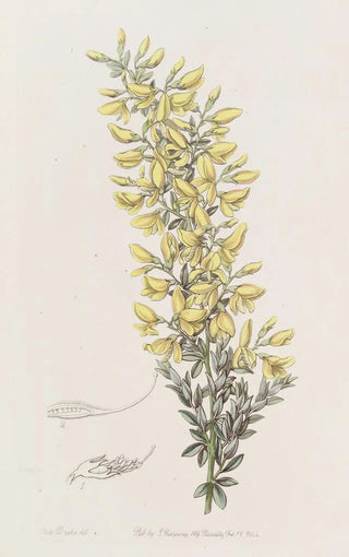 Sydenham Edwards - Twiggy Broom.webp