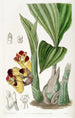 BarrelOrchis bicolore - Sydenham Edwards — näkymä teoksesta