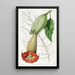 Brugmansia bicolore - Sydenham Edwards — kehystetty taideteos seinällä
