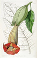Brugmansia bicolore - Sydenham Edwards — näkymä teoksesta