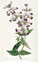 Collinsia bicolore - Sydenham Edwards — näkymä teoksesta