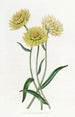 Elichrysum bicolore - Sydenham Edwards — näkymä teoksesta