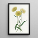 Elichrysum bicolore - Sydenham Edwards — kehystetty taideteos seinällä