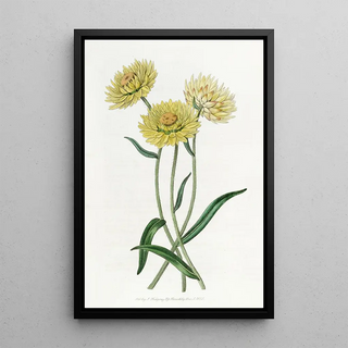 Sydenham Edwards - Twocoloured Elichrysum.webp
