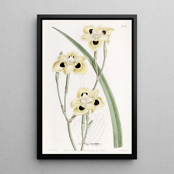 Sydenham Edwards - Twocoloured Iris.webp