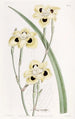 Iris bicolore - Sydenham Edwards — näkymä teoksesta