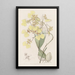 Oncidium bicolore - Sydenham Edwards — kehystetty taideteos seinällä