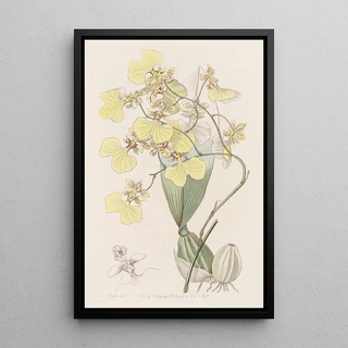 Sydenham Edwards - Twocoloured Oncidium.webp