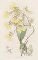 Oncidium bicolore - Sydenham Edwards — näkymä teoksesta