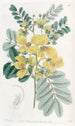 Cassia à deux fleurs - Sydenham Edwards — näkymä teoksesta