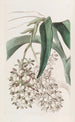 Epidendrum à deux pieds - Sydenham Edwards — näkymä teoksesta