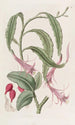 Torchthistle à deux formes - Sydenham Edwards — näkymä teoksesta