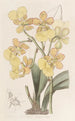 Oncidium à deux verrues - Sydenham Edwards — näkymä teoksesta