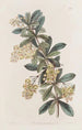 Berberis-umbeli-kukintoja - Sydenham Edwards — näkymä teoksesta