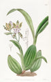 Epidendrum kirjavalehdillä - Sydenham Edwards — näkymä teoksesta