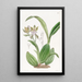 Epidendrum kirjavalehdillä - Sydenham Edwards — kehystetty taideteos seinällä