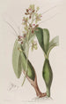 Mimulus kirjavalehdillä - Sydenham Edwards — näkymä teoksesta
