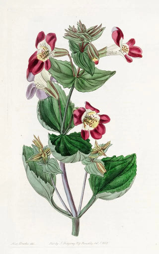 Sydenham Edwards - Variegated Monkeyflower.webp