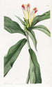 Erilaisia Catasetum-lajeja - Sydenham Edwards — näkymä teoksesta