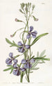 Penstemon monimuotoisilla lehdillä - Sydenham Edwards — näkymä teoksesta