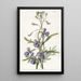 Penstemon monimuotoisilla lehdillä - Sydenham Edwards — kehystetty taideteos seinällä