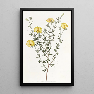 Sydenham Edwards - Veinyleaved Gompholobium.webp