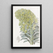 Euphorbia venetsialainen - Sydenham Edwards — kehystetty taideteos seinällä