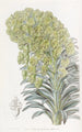 Euphorbia venetsialainen - Sydenham Edwards — näkymä teoksesta