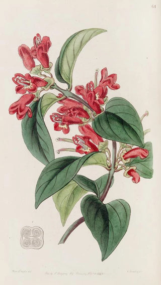 Sydenham Edwards - Vermilion Aeschynanth.webp