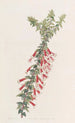 Epacris vermiljooni - Sydenham Edwards — näkymä teoksesta