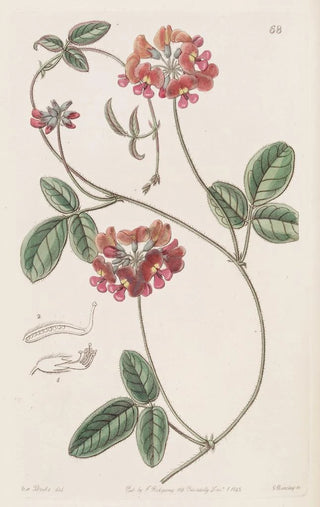 Sydenham Edwards - Villous Zichya.webp