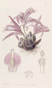 Caelogyne Wallichin - Sydenham Edwards — näkymä teoksesta