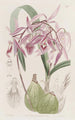 Epidendrum verruqueux - Sydenham Edwards — näkymä teoksesta