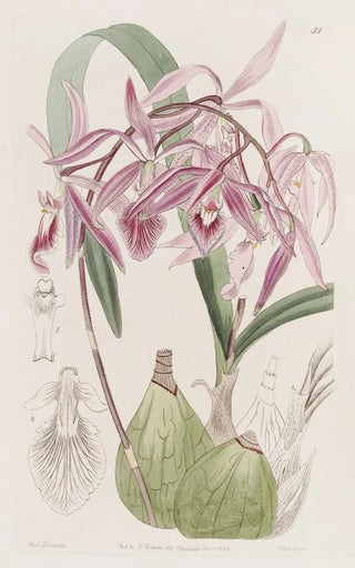 Sydenham Edwards - Warted Epidendrum.webp