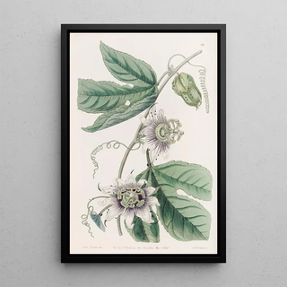 Sydenham Edwards - Warted Passionflower.webp