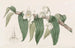 Dendrobium aquatique - Sydenham Edwards — näkymä teoksesta