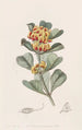 Oxylobium à feuilles en coin - Sydenham Edwards — näkymä teoksesta