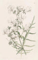 Schizanthus blanc - Sydenham Edwards — näkymä teoksesta