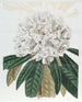 Rhododendron Valkoinen - Sydenham Edwards — näkymä teoksesta