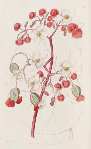 Sydenham Edwards - White and Scarlet Begonia.webp