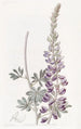 Lupin à feuilles blanches - Sydenham Edwards — näkymä teoksesta