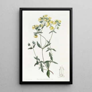 Sydenham Edwards - Whiteleaved Slipperwort.webp