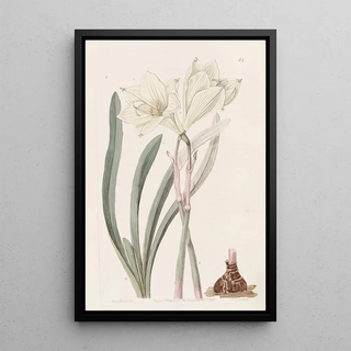 Sydenham Edwards - Wholecoloured Habranth.webp