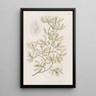 Sydenham Edwards - Winged Epidendrum.webp