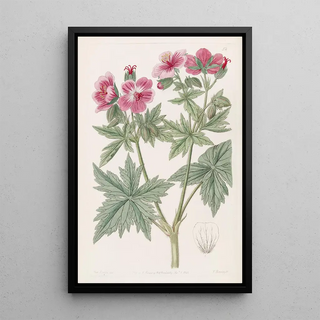 Sydenham Edwards - Woolyflowered Geranium.webp