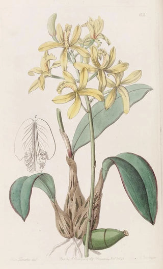 Sydenham Edwards - Yellow Laelia.webp