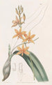 kananmunankeltainen Epidendrum | Sydenham Edwards — näkymä teoksesta