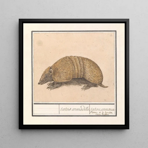 Tatou Tolypeutes matacus - Anselmus Botius de Boodt